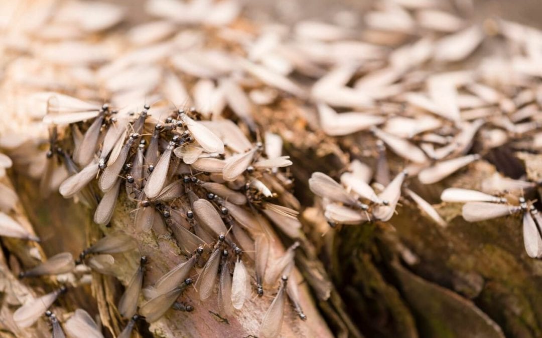 5 Signs Of Termites In The Home Digs Doctor Home Inspections